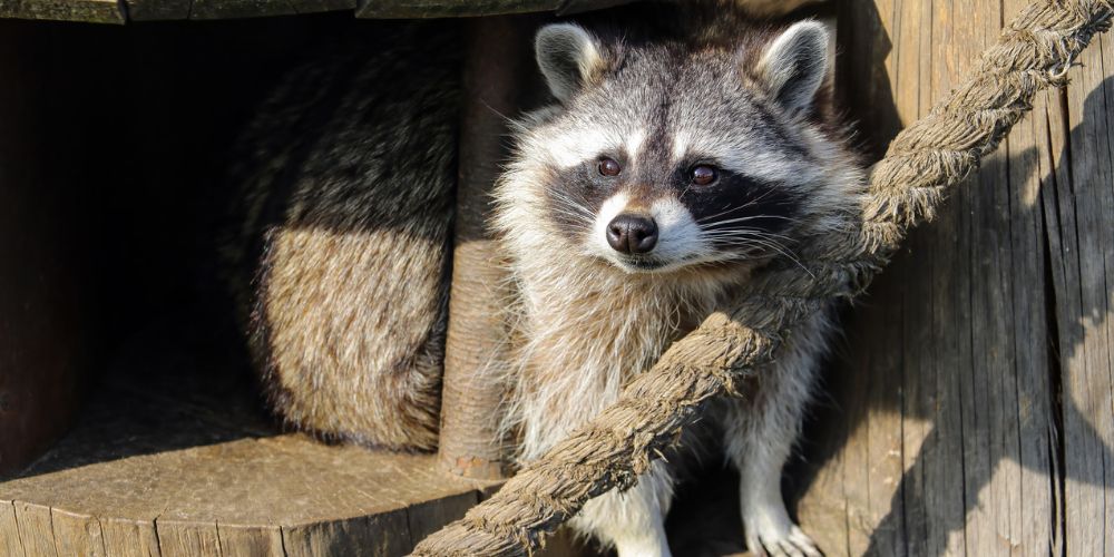 Waschbär in Holzfass